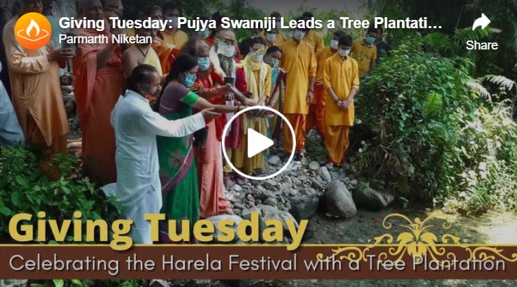 treeharela